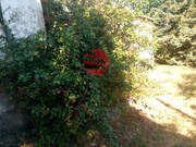Quinta - Santos Evos, Viseu, Viseu - Miniatura: 5/9
