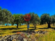 Terreno R�stico - Meda, Meda, Guarda - Miniatura: 1/9