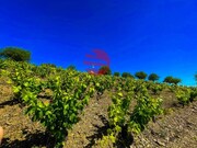 Terreno R�stico - Meda, Meda, Guarda - Miniatura: 2/9
