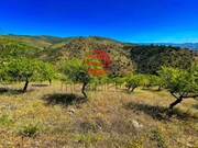 Terreno R�stico - Meda, Meda, Guarda - Miniatura: 4/9