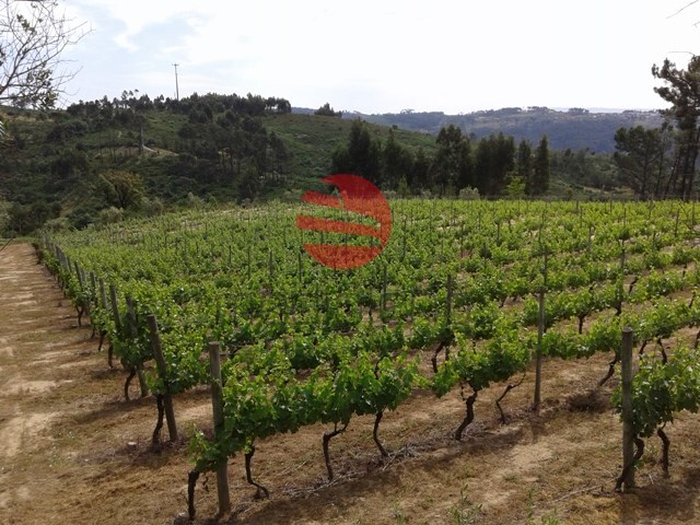 Terreno R�stico - S. Jo�o de Lourosa, Viseu, Viseu - Imagem grande