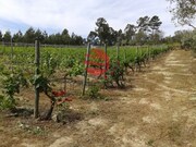 Terreno R�stico - S. Jo�o de Lourosa, Viseu, Viseu - Miniatura: 3/4