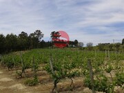 Terreno R�stico - S. Jo�o de Lourosa, Viseu, Viseu - Miniatura: 4/4
