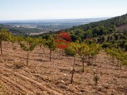 Terreno R�stico - Castelo Rodrigo, Figueira de Castelo Rodrigo, Guarda - Miniatura: 8/9