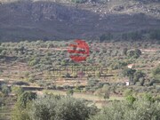 Terreno R�stico - Freches, Trancoso, Guarda - Miniatura: 1/1