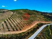 Terreno R�stico - Cedovim, Vila Nova de Foz C�a, Guarda - Miniatura: 1/9