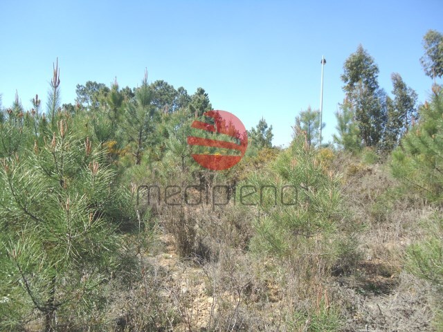 Terreno R�stico - Orgens, Viseu, Viseu - Imagem grande