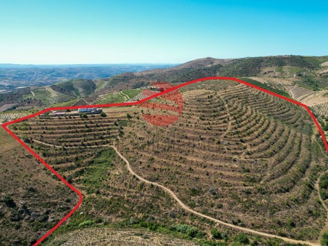 Quinta > T6 - Freixo de Numão, Vila Nova de Foz Côa, Guarda - Imagem grande