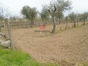 Terreno R�stico - S. Jo�o de Lourosa, Viseu, Viseu - Miniatura: 2/5