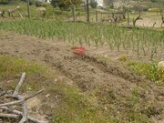 Terreno R�stico - S. Jo�o de Lourosa, Viseu, Viseu - Miniatura: 4/5