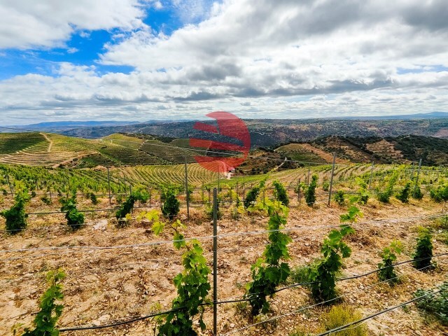 Terreno R�stico - Longroiva, Meda, Guarda - Imagem grande