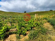 Terreno R�stico - Longroiva, Meda, Guarda - Miniatura: 1/9