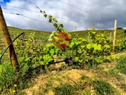 Terreno R�stico - Longroiva, Meda, Guarda - Miniatura: 4/9