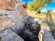 Terreno Rstico - Alcantarilha, Silves, Faro (Algarve) - Miniatura: 9/9