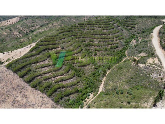 Terreno R�stico - S�o Bartolomeu de Messines, Silves, Faro (Algarve) - Imagem grande