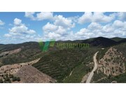 Terreno R�stico - S�o Bartolomeu de Messines, Silves, Faro (Algarve) - Miniatura: 4/9