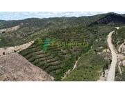 Terreno R�stico - S�o Bartolomeu de Messines, Silves, Faro (Algarve) - Miniatura: 6/9