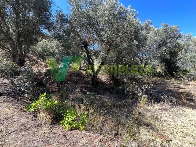 Terreno R�stico - S�o Bartolomeu de Messines, Silves, Faro (Algarve) - Imagem grande