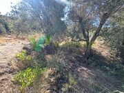 Terreno R�stico - S�o Bartolomeu de Messines, Silves, Faro (Algarve) - Miniatura: 3/9
