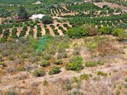 Terreno Rstico - Silves, Silves, Faro (Algarve) - Miniatura: 1/9