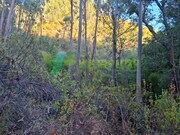 Terreno R�stico - Marmelete, Monchique, Faro (Algarve) - Miniatura: 6/9