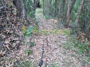 Terreno R�stico - Marmelete, Monchique, Faro (Algarve) - Miniatura: 8/9