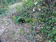 Terreno R�stico - Marmelete, Monchique, Faro (Algarve) - Miniatura: 9/9