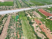 Terreno R�stico - Paderne, Albufeira, Faro (Algarve) - Miniatura: 5/9