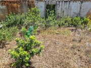 Terreno Urbano - Alcantarilha, Silves, Faro (Algarve) - Miniatura: 8/9