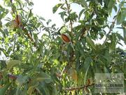 Terreno R�stico T0 - Candoso, Vila Flor, Bragan�a - Miniatura: 11/15