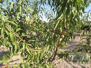 Terreno R�stico T0 - Candoso, Vila Flor, Bragan�a - Miniatura: 14/15