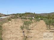 Terreno R�stico T0 - Frechas, Mirandela, Bragan�a - Miniatura: 7/8