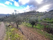 Terreno R�stico T0 - N�o Definido, Mirandela, Bragan�a - Miniatura: 6/17