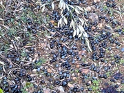 Terreno R�stico T0 - N�o Definido, Mirandela, Bragan�a - Miniatura: 12/17