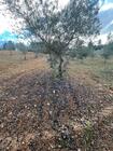 Terreno R�stico T0 - N�o Definido, Mirandela, Bragan�a - Miniatura: 14/17