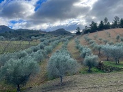 Terreno R�stico T0 - N�o Definido, Mirandela, Bragan�a - Miniatura: 16/17