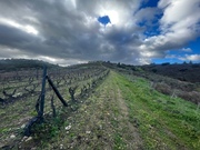 Terreno R�stico T0 - N�o Definido, Mirandela, Bragan�a - Miniatura: 2/17