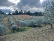 Terreno R�stico T0 - N�o Definido, Mirandela, Bragan�a - Miniatura: 15/17