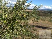 Quinta T5 - Mirandela, Mirandela, Bragan�a - Miniatura: 5/19