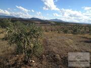 Quinta T5 - Mirandela, Mirandela, Bragan�a - Miniatura: 7/19