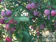 Terreno R�stico T0 - Valpa�os, Valpa�os, Vila Real - Miniatura: 1/8