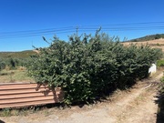 Terreno Rstico T0 - Mirandela, Mirandela, Bragana - Miniatura: 2/7