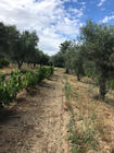 Terreno R�stico T0 - N�o Definido, Vila Flor, Bragan�a