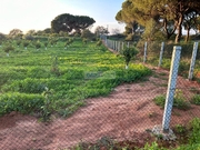 Terreno Rstico T0 - Loul, Loul, Faro (Algarve) - Miniatura: 2/4