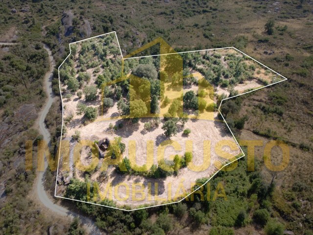 Terreno R�stico - Vila Cort�s do Mondego, Guarda, Guarda - Imagem grande