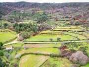 Quinta - Vale de Azares, Celorico da Beira, Guarda - Miniatura: 4/4