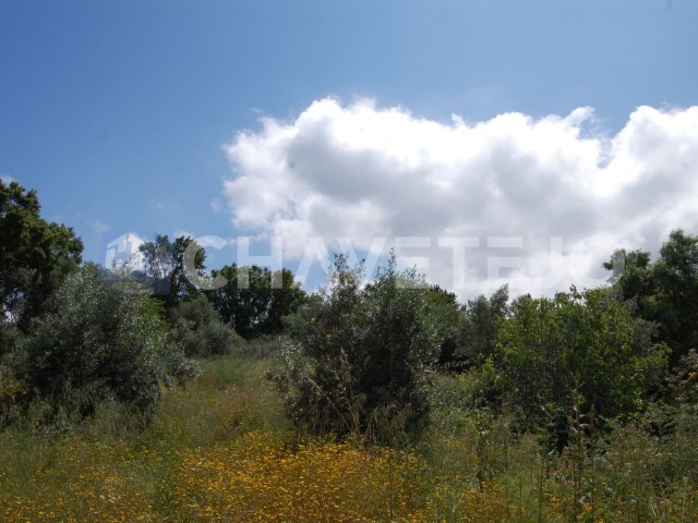 Terreno Rstico - Olalhas, Tomar, Santarm - Imagem grande