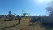 Terreno R�stico - Oledo, Idanha-a-Nova, Castelo Branco - Miniatura: 4/9
