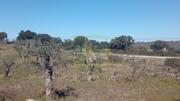 Terreno R�stico - Oledo, Idanha-a-Nova, Castelo Branco - Miniatura: 8/9