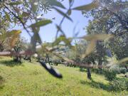 Terreno Rstico - Aranhas, Penamacor, Castelo Branco - Miniatura: 2/9